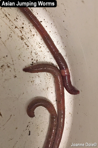 Asian Jumping Worms in bowl with text